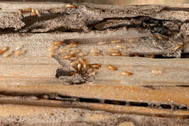  Falling Waters, WV Pest Control Pros